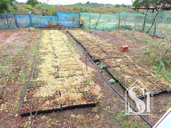 Sitio Maranguape fruti