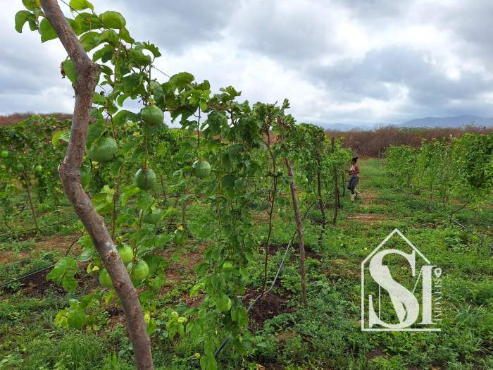 Sitio Maranguape horta